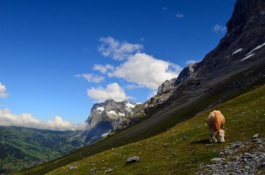 brown, white, cow, grass field mountain, wetterhorn, grindelwald, alpine, landscape, rock, summit