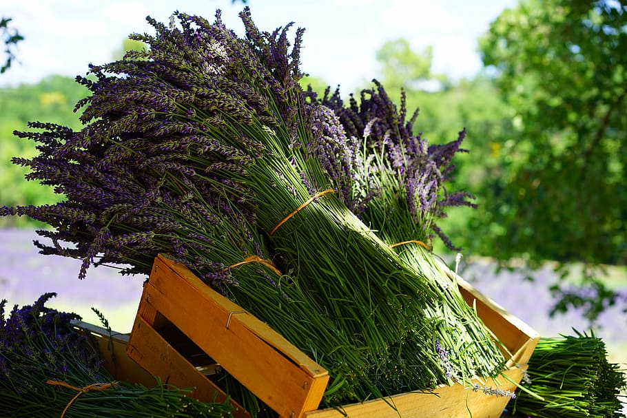 banyak daun sayur, lavender, jumbai, penjualan, biru, buket, posy, terikat, tandan lavender, buket herbal