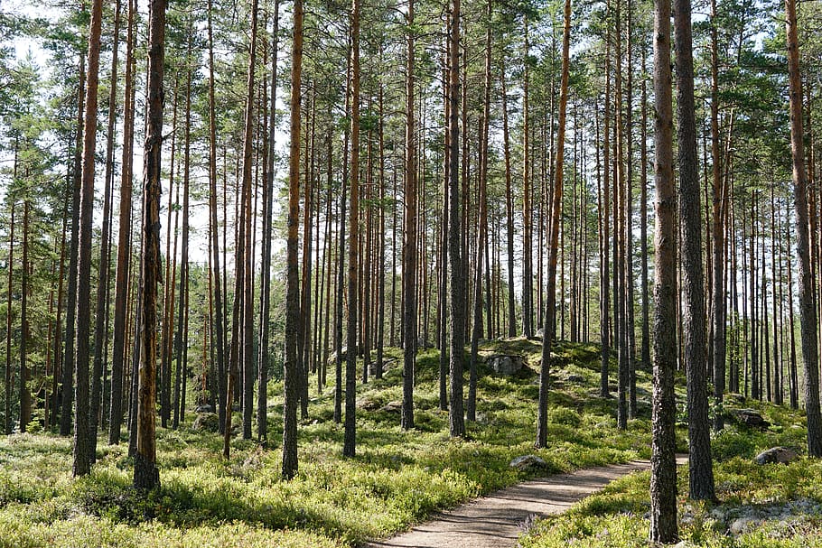 sweden, forest, trees, tree trunks, pine forest, natural, conifers, softwood, wood, guy