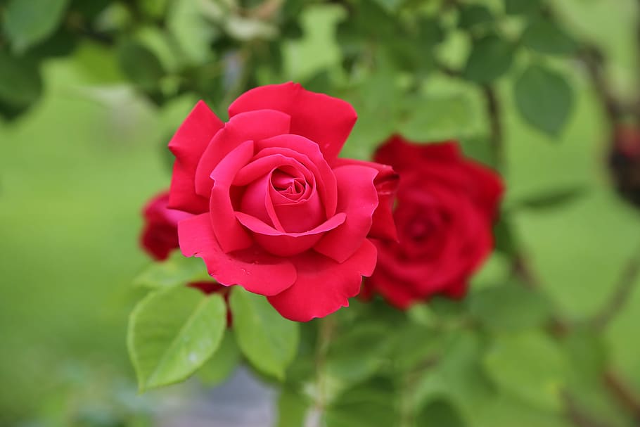 selective, focus photography, rose, the rose garden, plant, rose pictures, the leaves are, garden, flower, flowering plant