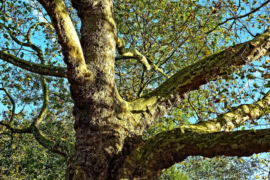 tree, branches, giant tree, old tree, thick trunk, bark, foliage, plant, tree trunk, trunk