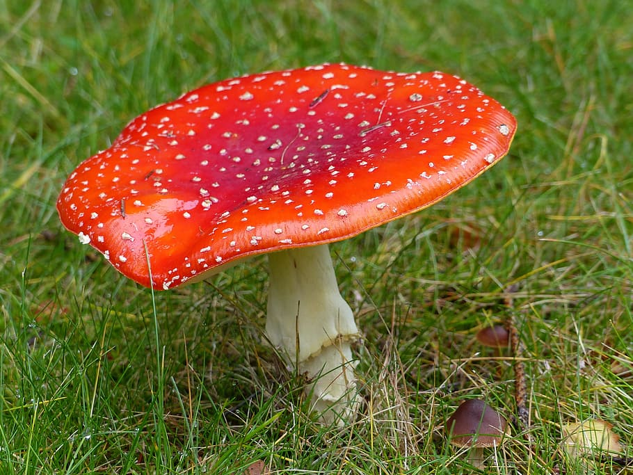 fly agaric, forest, autumn, colors, grass, moss, mushroom, fungus, plant, red