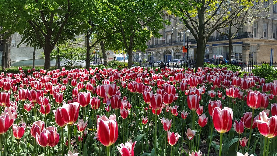 tulip, flower, nature, garden, flora, colorful, park, outdoors, blooming, summer