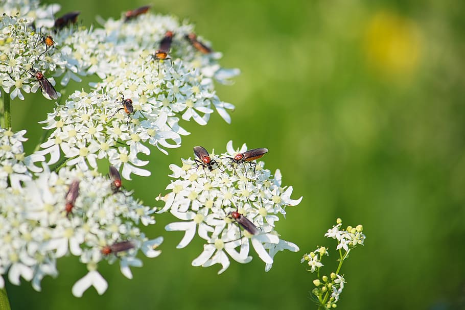 prado de flores, escarabajo, flor, florecer, polen, insecto, blanco, paisaje, naturaleza, planta
