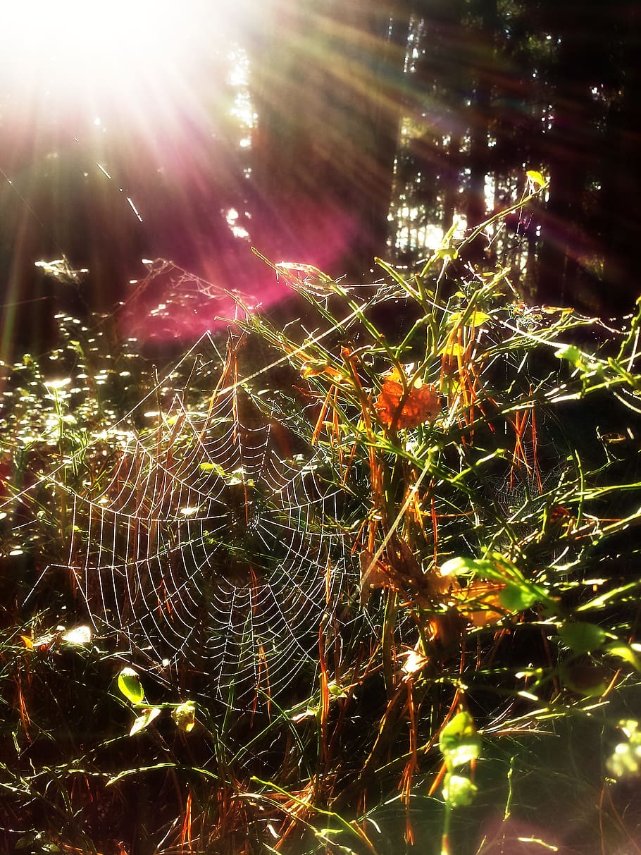spider web, nature, forest, morning, sunny, sunlight, sunrays, beams, shine, bright