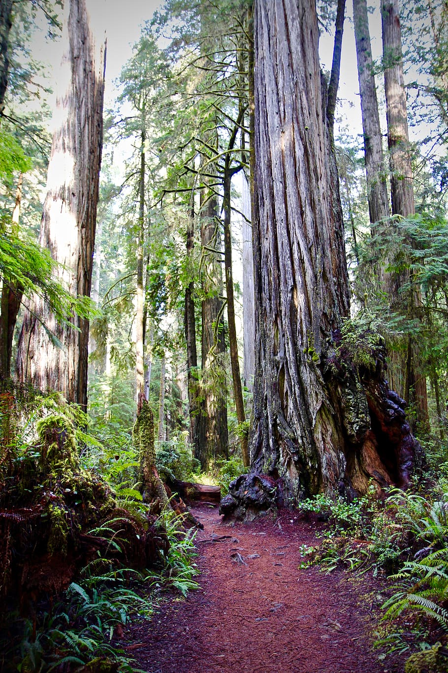 redwoods, trail, california, hiking, ancient, america, woods, environment, scenic, natural