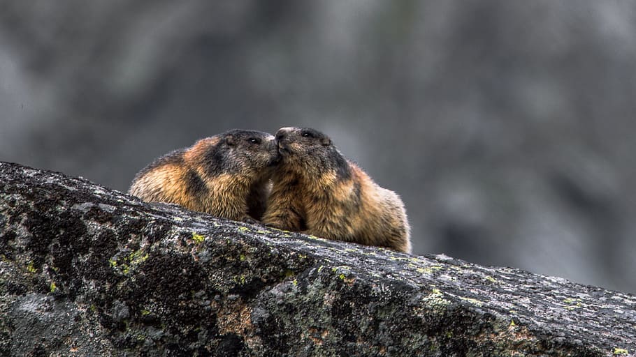 two brown-and-black rodents, Alpine Marmot, Marmota Marmota, Whiz, rodent, animal, nature, zoology, fur, the kind of
