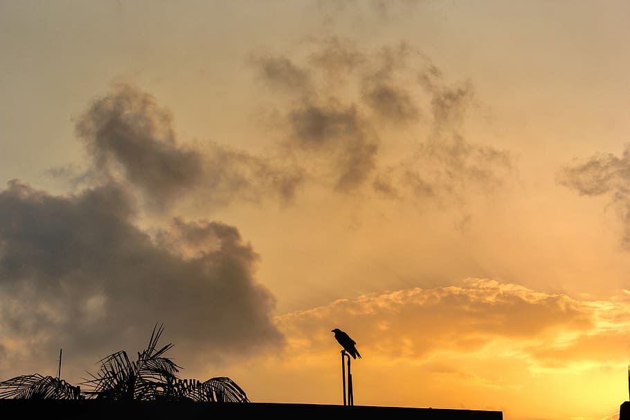 sunset, dawn, panoramic, sky, silhouette, bird, lonely, landscape, outdoor, light