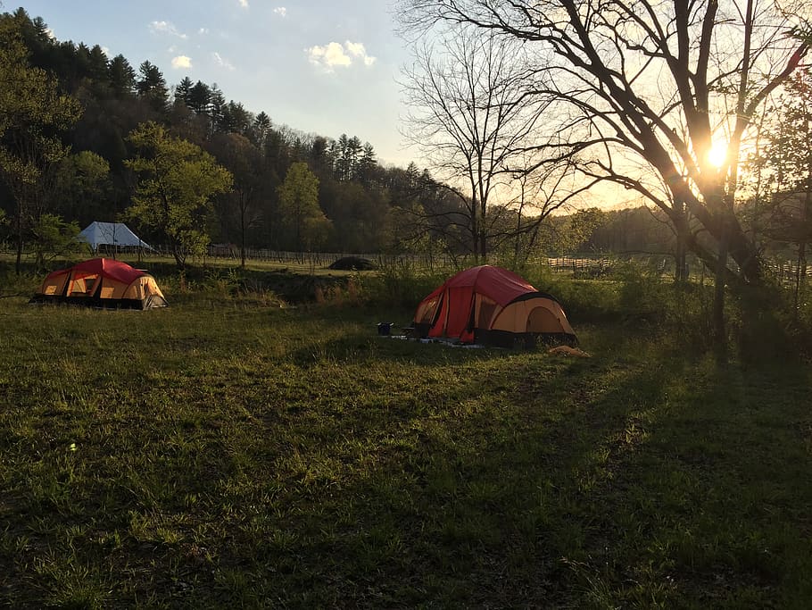 acampamento, barraca, ao ar livre, nordeste da geórgia, ellijay, geórgia, planta, árvore, tenda, terra