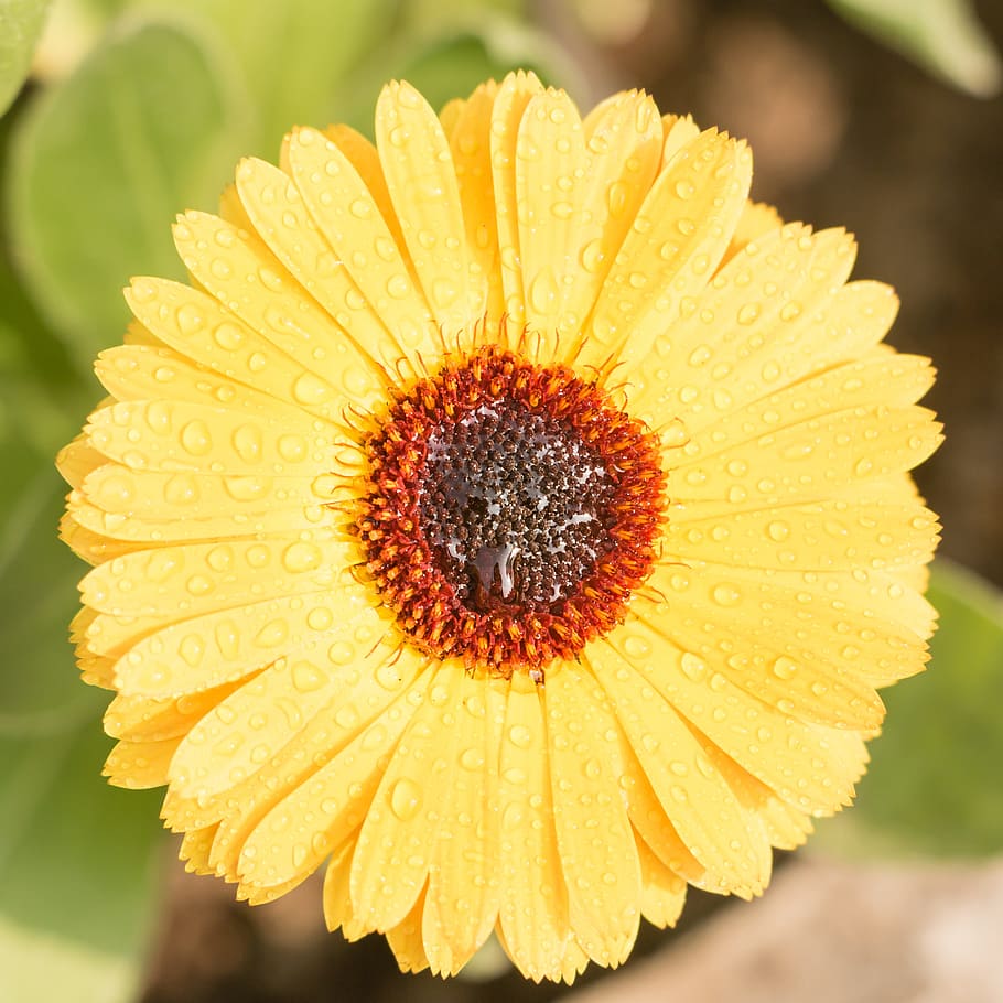 english marigold, calendula, flower, yellow flower, petal, flower head, close-up, flowering plant, inflorescence, fragility