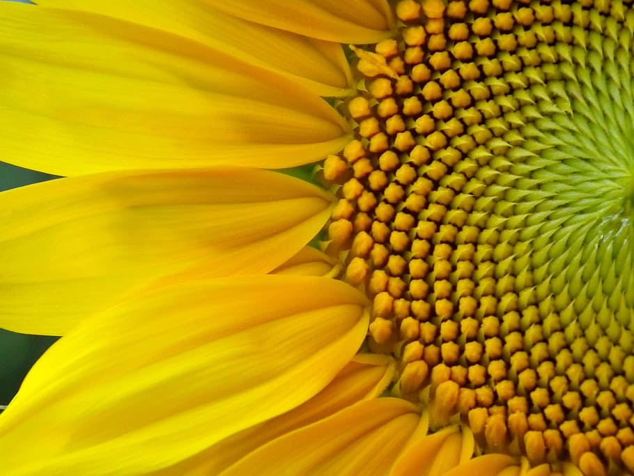 macro photo, yellow, sunflower, bloom, flower, flowers, sunny, huge flower, large, beautiful