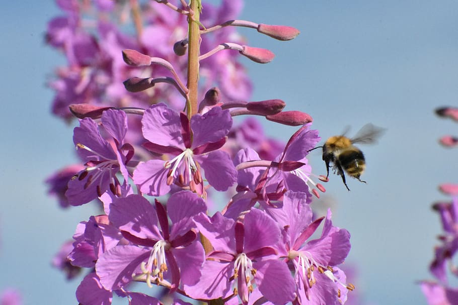 abelha, voar, erva daninha, alimentação, nutrição, inseto, natureza, pólen, flor, jardim