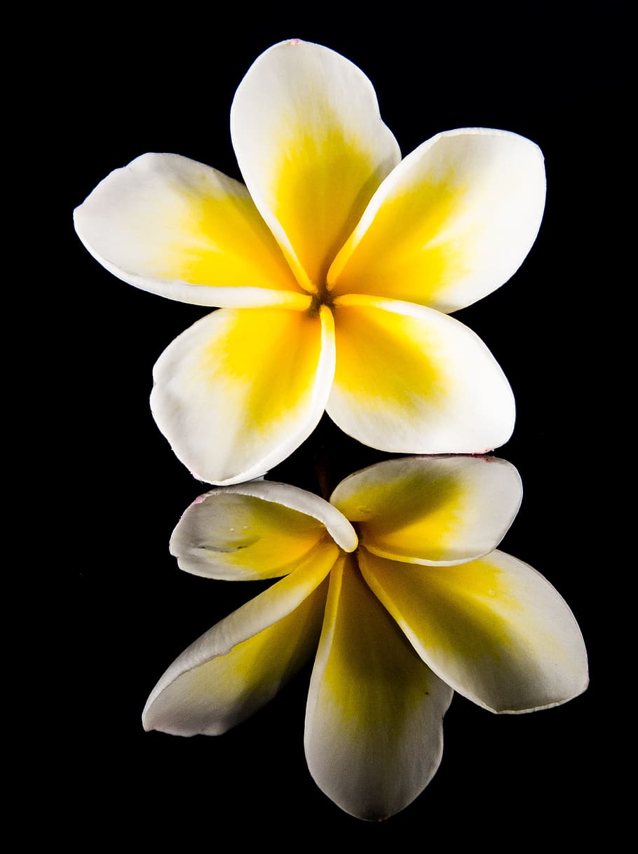 Blossom, Bloom, Flower, White, Yellow, frangipani, plumeria, white yellow, frangipandi, flor de cebo