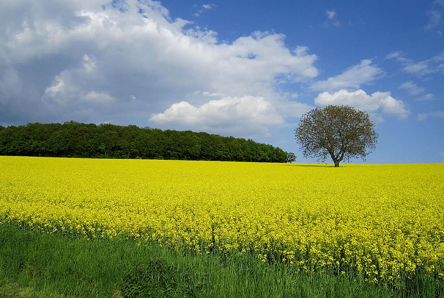 Oilseed Rape, Field, Spring, field of rapeseeds, yellow, nature, summer, rare plant, agriculture, farm