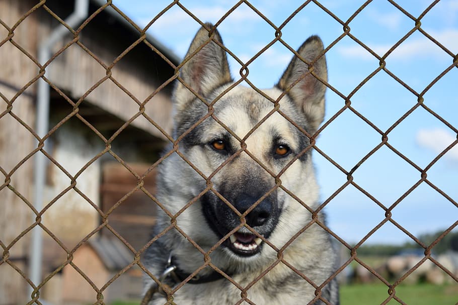 dog, chained, kennel, german, shepherd, fence, wire fence, shelter dog, village, rural