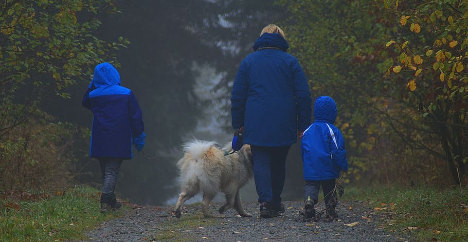 walkers, fog, dawn, children, dog, autumn, landscape, forest path, trees, colourless