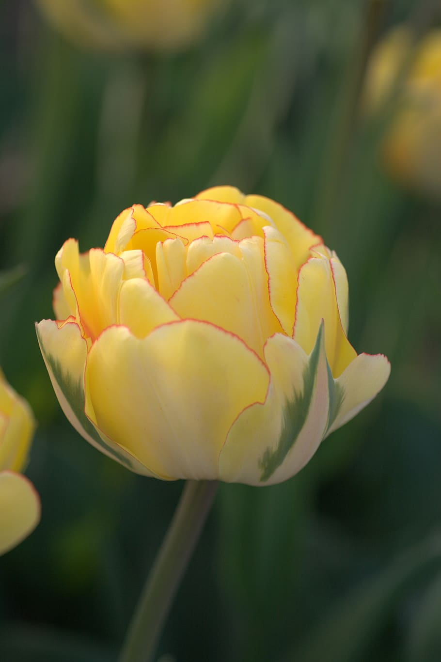 tulip, yellow, red, green, akebono, spring, tulips, flowers, flora, bouquet