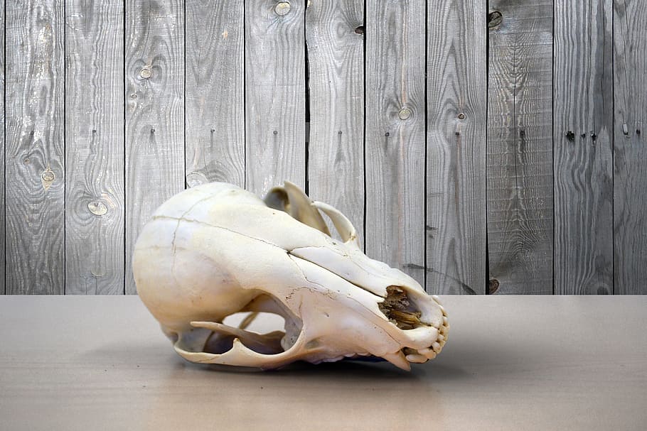 animal skull, gray, surface, skull, death, raccoon, dry, cone, skeleton, dead