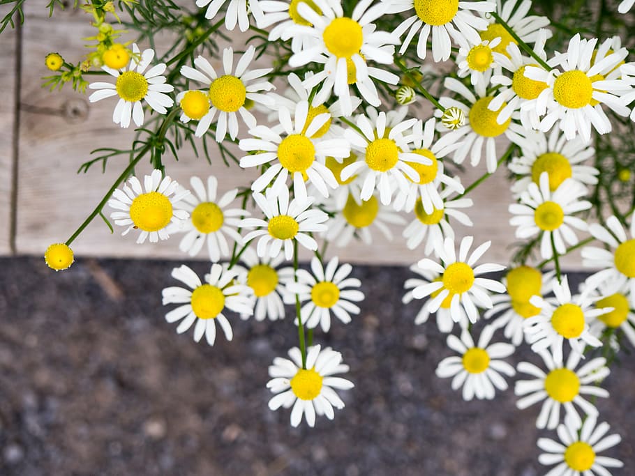 白, デイジーの花, 花, 花びら, 黄色, 庭, 自然, 植物, 屋外, もろさ