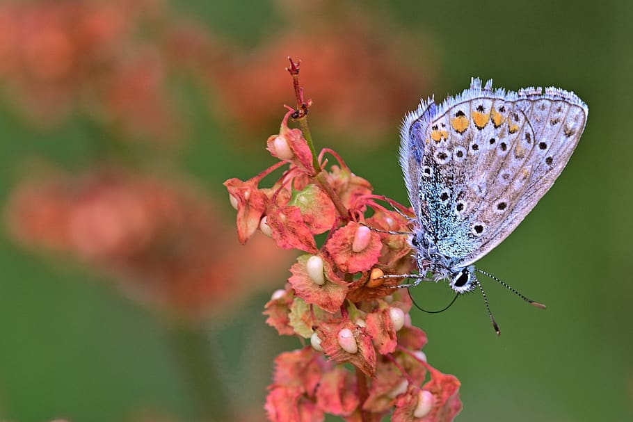 mariposa, azul común, primer plano, verano, calor, mañana, fauna silvestre, insectos, invertebrados, temas de animales