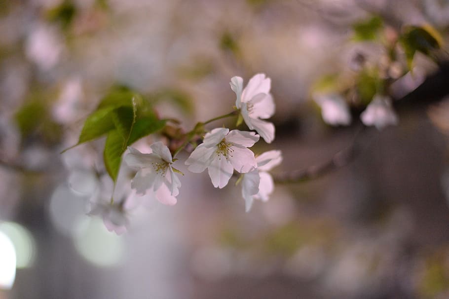 Cereja, flores de cerejeira, Japão, primavera no japão, rosa, em plena floração, k, yoshino cerejeira, flores da primavera, primavera