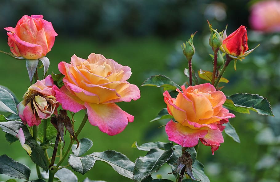 merah muda, kuning, bunga-bunga petaled, mawar, mekar, mawar taman, mawar mekar, mawar merah muda, mawar terbuka, bunga