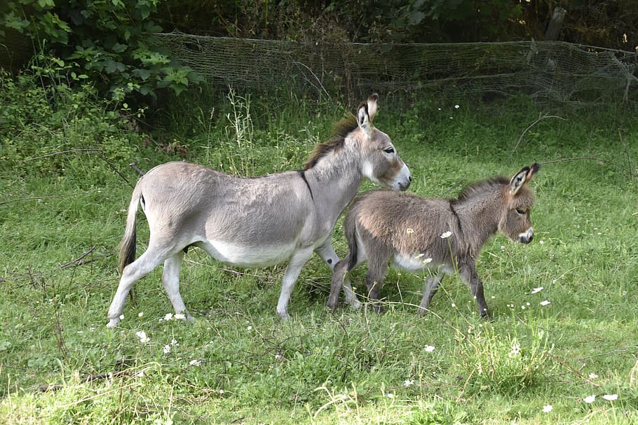 donkeys, donkey, colt, donkey miniature, mom donkey baby donkey, nature prairie, browse, grass, mammals, donkeys grey