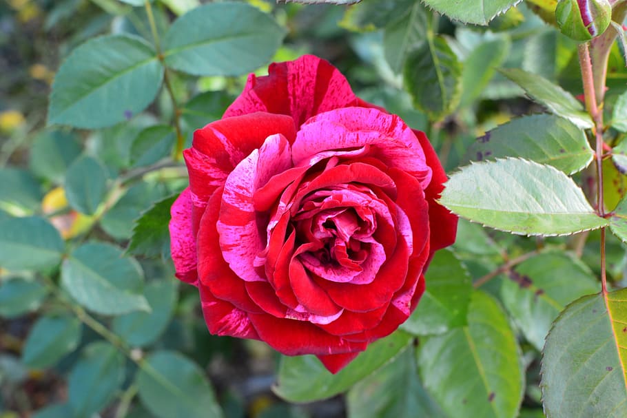 rose two-tone, flower, two-color, rosebush, flowering plant, beauty in nature, plant, plant part, petal, rose