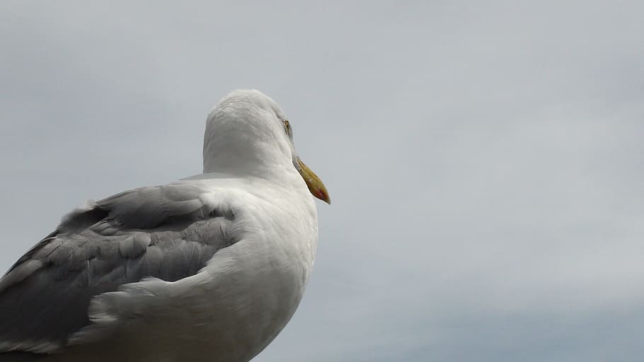 Bird, Seagull, Ocean, Cape Cod, satu hewan, satwa liar, hewan di alam liar, tema binatang, tidak ada orang, burung