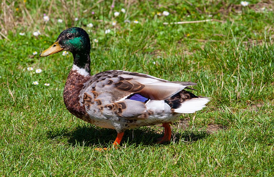 male duck, man duck, male mallard, duck out of water, cute, fowl, male, duck, water bird, nature