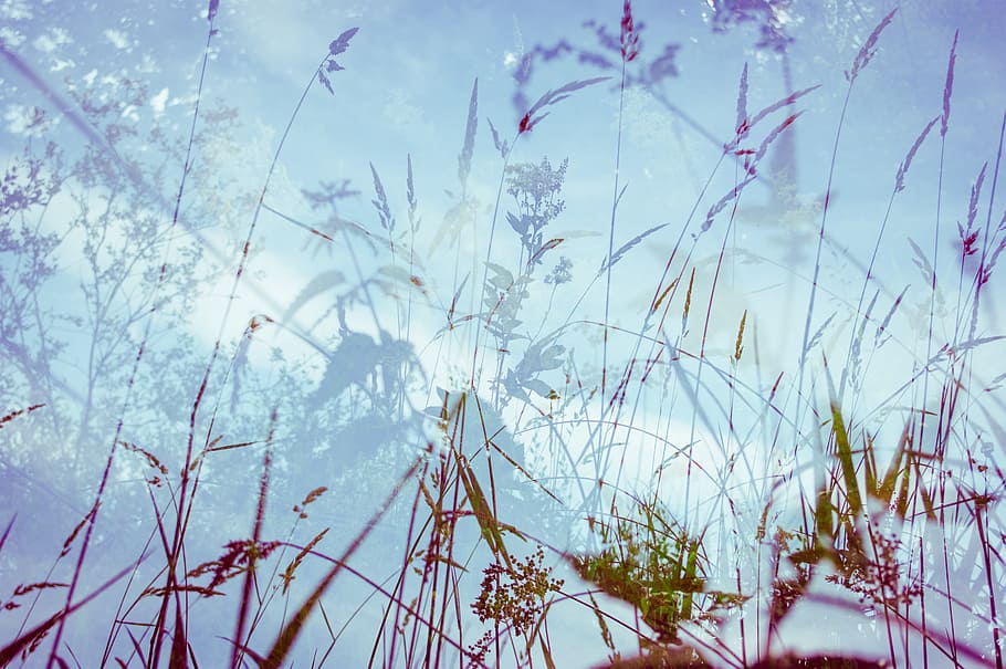 abstrak, Fotografi Abstrak, tung ganda, alam, rumput, padang rumput, tanaman, kerawang, langit, musim dingin