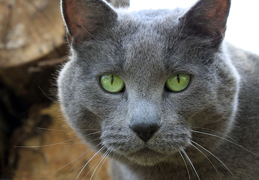 close-up photo, grey, cat, gray, eyes, green, pet, male, large, rescue