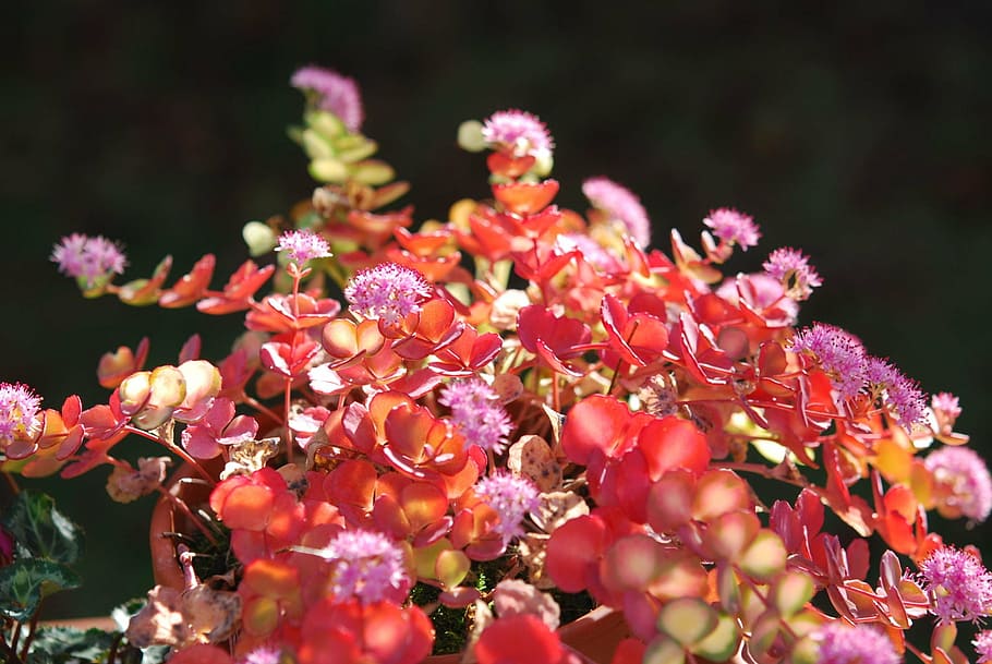 植物 セダムsieboldii ベンケイソウ科 植木鉢 観葉植物 秋 ピンク 花 日当たりの良い 開花植物 Pxfuel