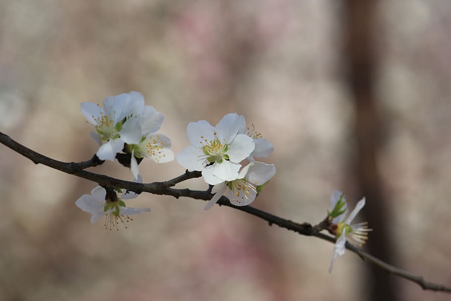 flor de durazno, terraplén de durazno, Tianjin Hongqiao, naturaleza, rama, árbol, primavera, pétalo, cabeza de flor, planta