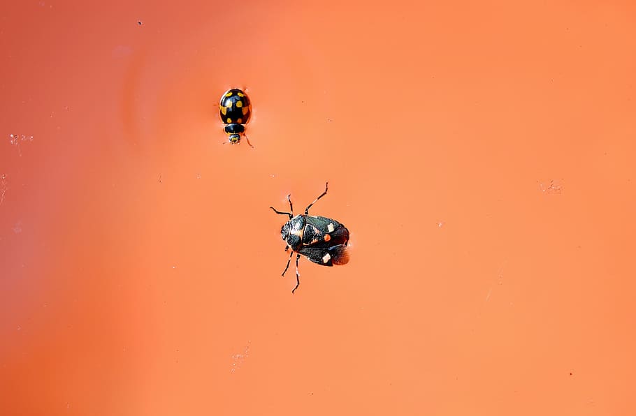 Lady Bug, Serangga, Sayap, Margasatwa, kumbang, kecil, antena, liar, entomologi, luar ruangan