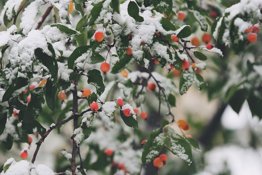 naranja, bayas, árboles, ramas, hojas, invierno, nieve, fruta, alimentación saludable, crecimiento