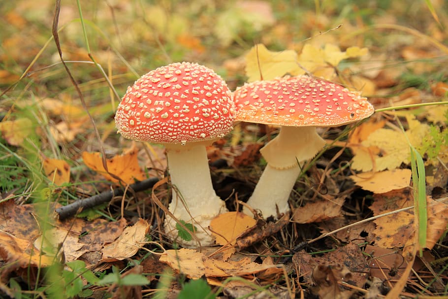 Amanita, jamur, hutan, merah, bersisik, terlihat, pada musim gugur, topi, alam, sayuran