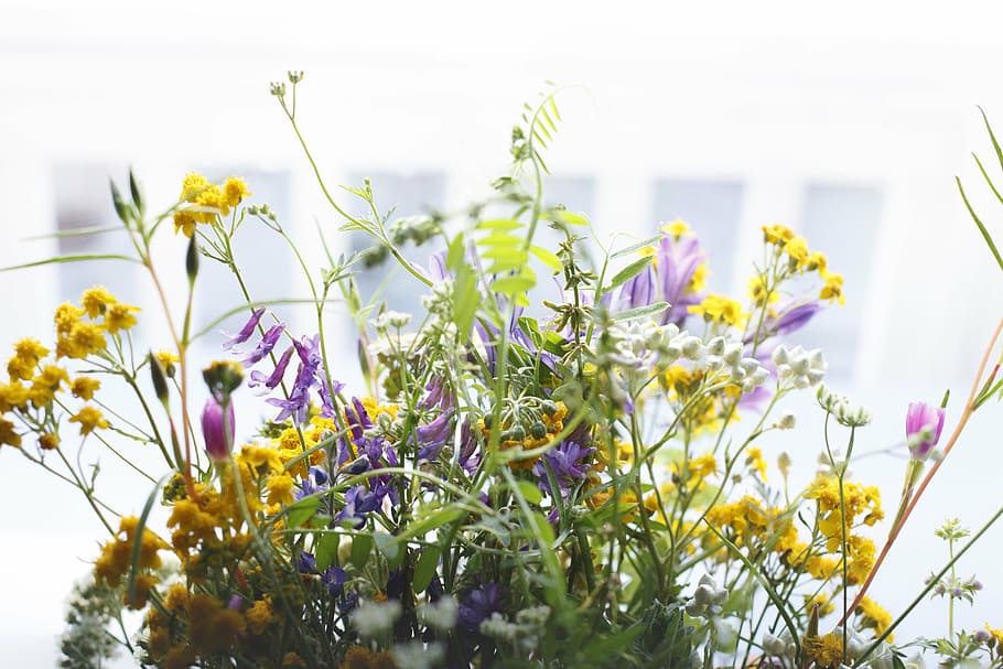 closeup, fotografi, ungu, kuning, bunga, kemiringan, pergeseran, lensa, petaled, alam