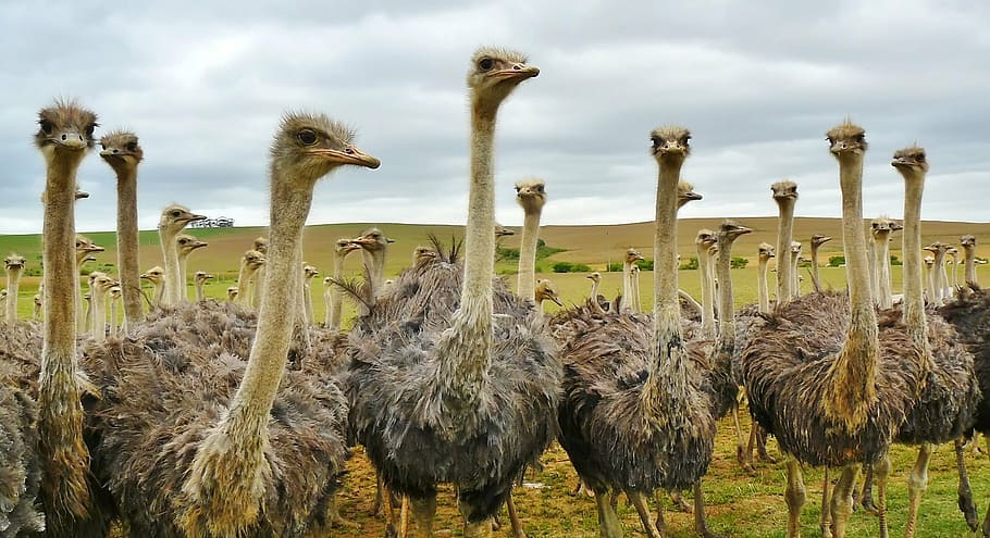 flock of ostrich, bird, animal, nature, strauss, bouquet, ostrich farm, animals, africa, neck