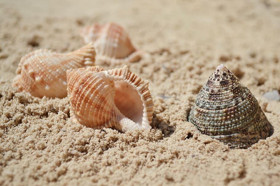 sea, seashells, sand, summer, nature, shell, animal wildlife, land, animal shell, beach | Pxfuel