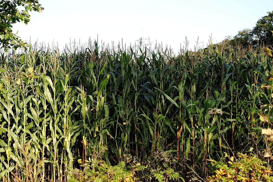 ladang jagung, bidang, budidaya, pertanian, panen, tanaman jagung, hijau, makanan, makanan Hewan, langit