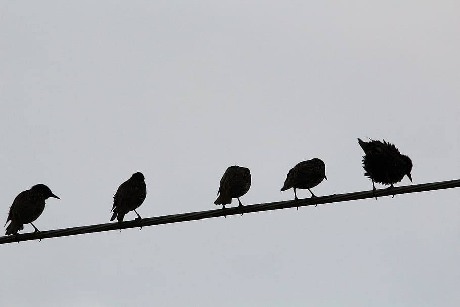 stare, telephone line, autumn, collect, evening, backlighting, sky, sit, perching, animal themes