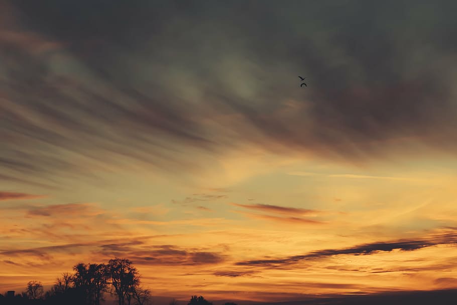 birds, flying, orange, sky, sunset, yellow, long, exposure, photography, dusk