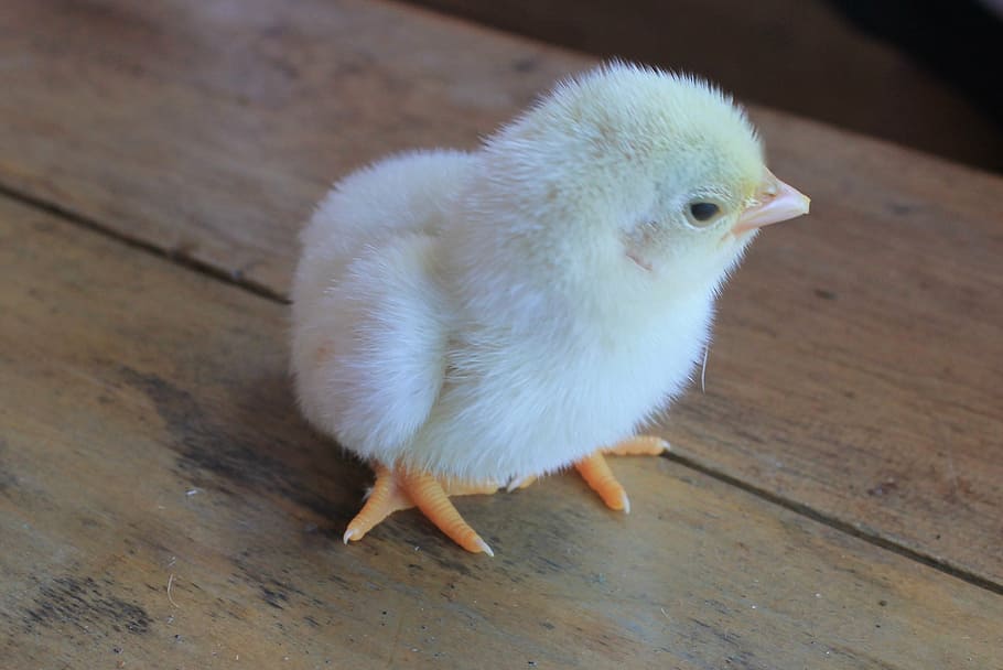 yellow chick, chick, chicken, baby chick, animal, bird, small, tiny, egg, cute