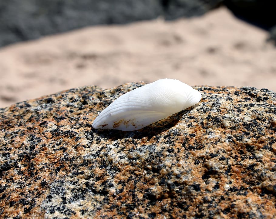 Sea Shell, Stone, Beach, shell, beira mar, orla, rocks, sand, hermit crab, sea life