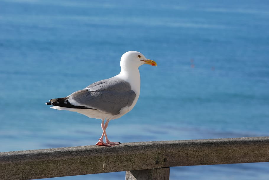 カモメ 海 鳥 羽 動物 海鳥 ウミネコ 動物テーマ 脊椎動物 野生の動物 Pxfuel