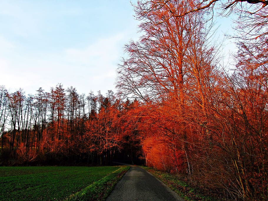 Дерево пер. Завод осенью. Небо оранжевыми с ветками. Tree Lane. Photo Lane Color.