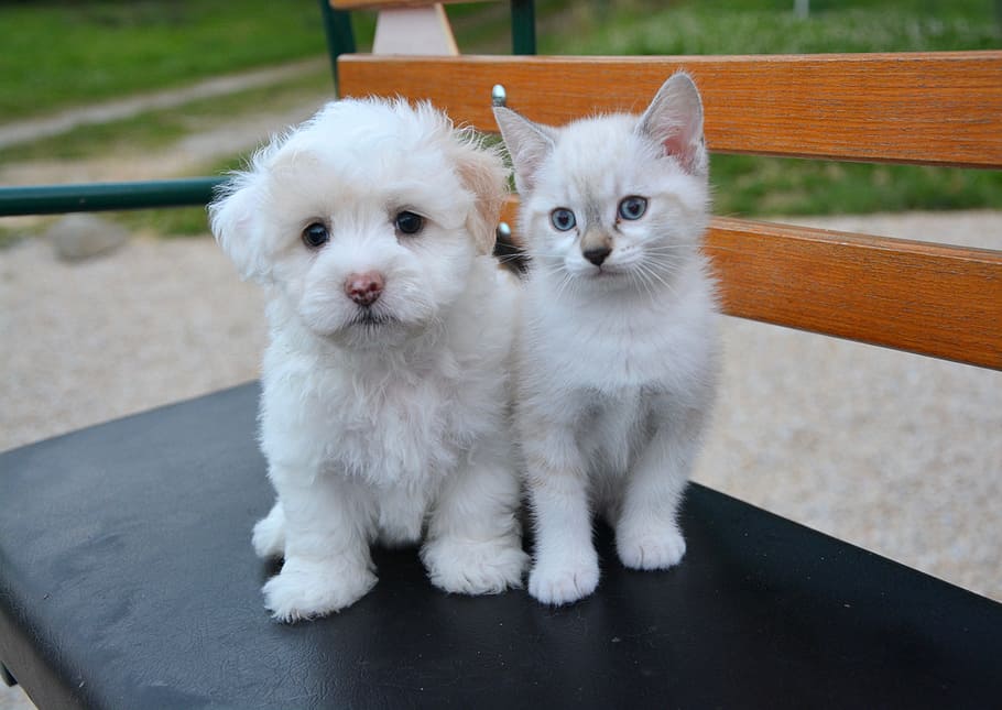 short-coated, white, puppy, kitten siting, black, bench, kitten, on chair, dog cat, domestic animal