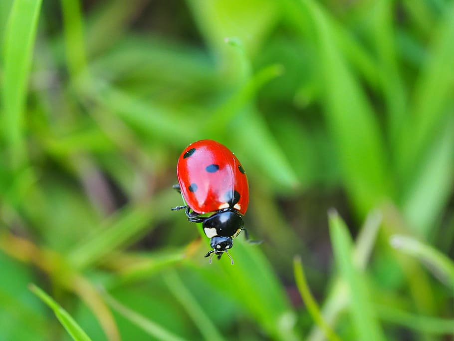 ladybug, kumbang, serangga, merah, poin, makro, pesona keberuntungan, dunia binatang, satwa liar hewan, tema hewan