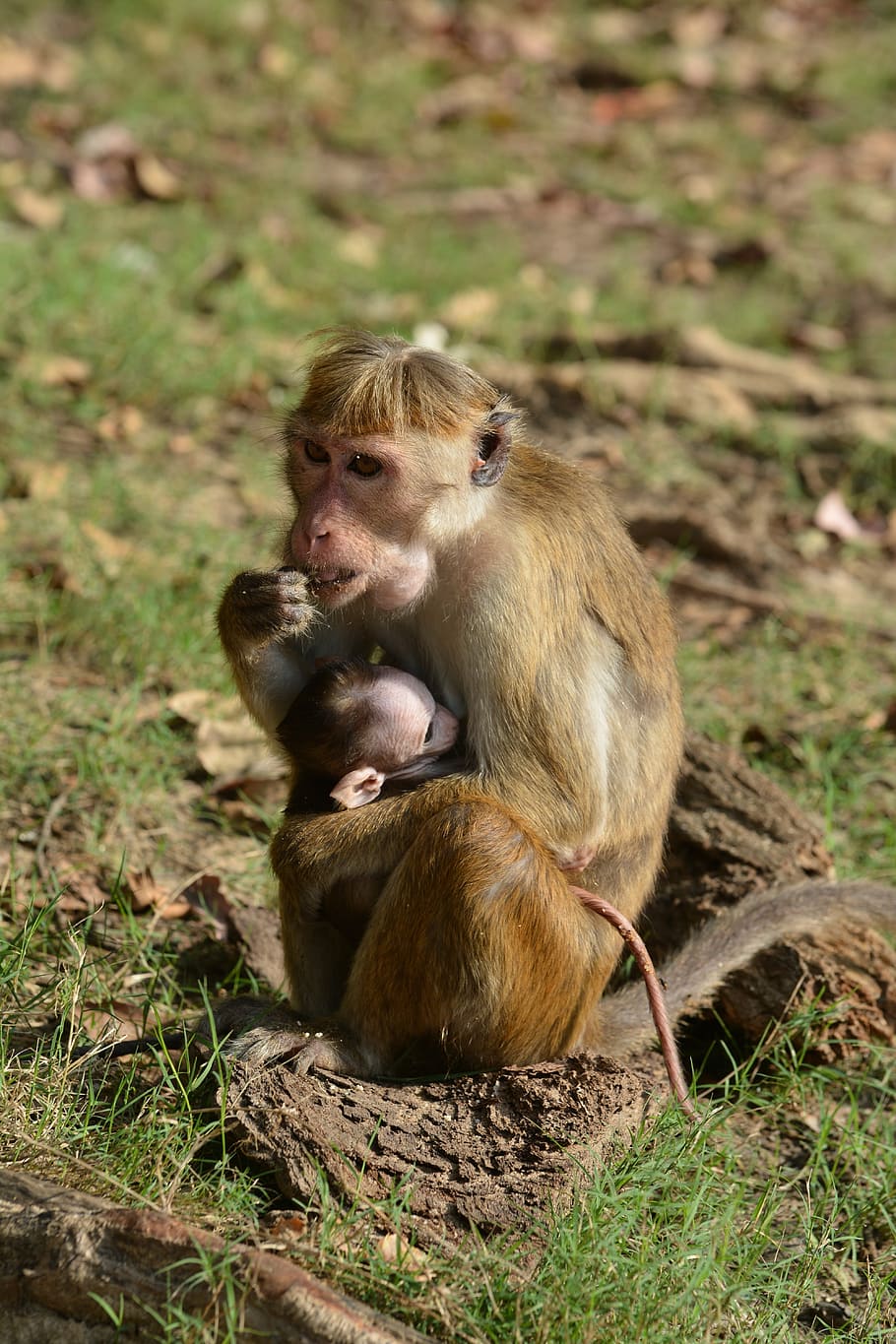 mother, children, monkey, macaques, animals, primate, monkeys, animal wildlife, animals in the wild, animal themes